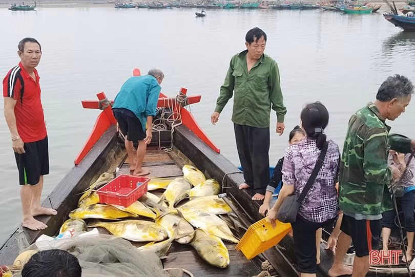 Ngư dân Hà Tĩnh trúng 2 tấn cá vàng dương, thu hơn 600 triệu đồng