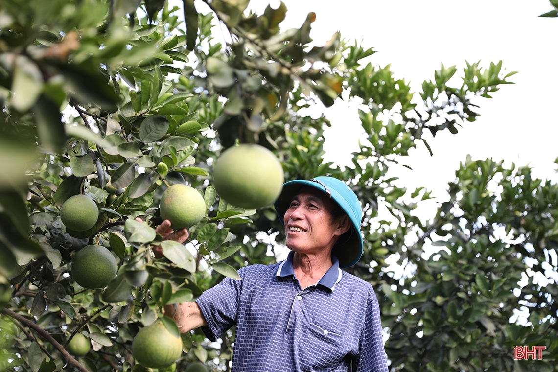 Người cựu binh ở Hà Tĩnh dành 4-6 tiếng mỗi ngày chăm vườn mẫu sum suê cây trái