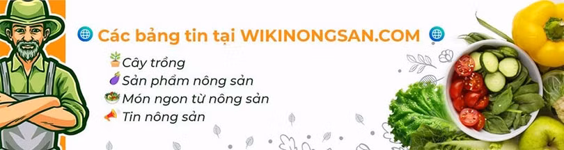 wiki-2.jpg