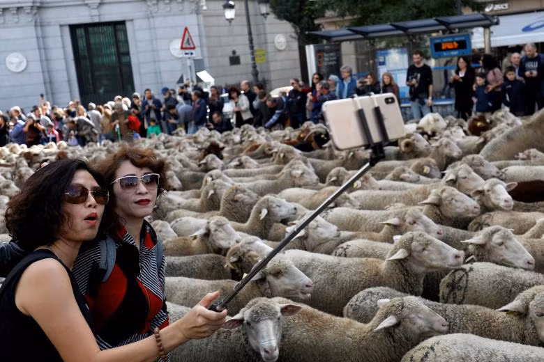 “Choáng” với cuộc diễu hành của hàng trăm con cừu