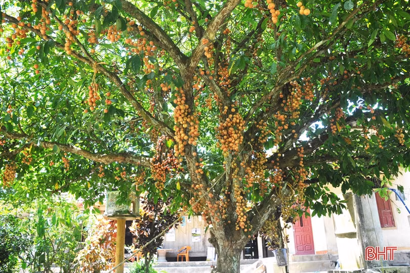 Ngắm dâu da trĩu quả khắp miền đồi Hà Tĩnh