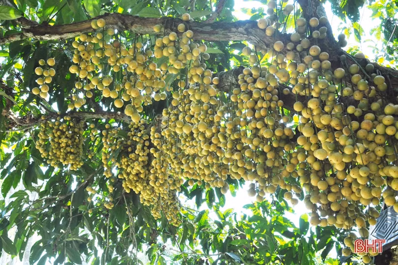 Ngắm dâu da trĩu quả khắp miền đồi Hà Tĩnh
