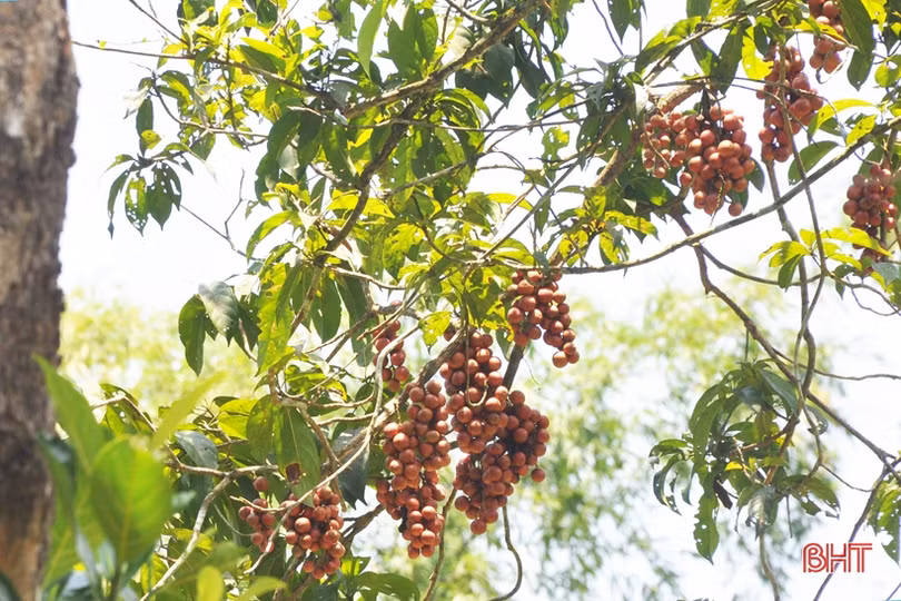 Ngắm dâu da trĩu quả khắp miền đồi Hà Tĩnh