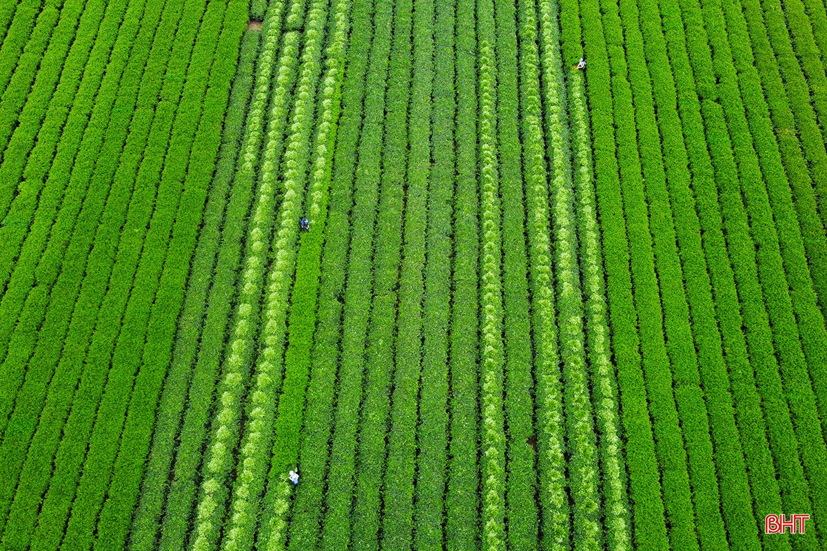 bqbht_br_1dji-0345.jpg