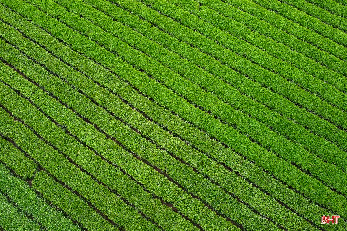 bqbht_br_3dji-0336.jpg