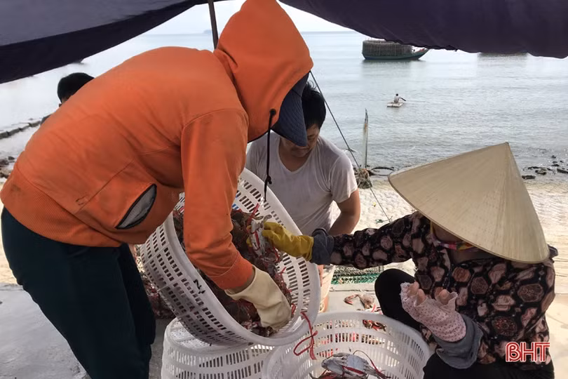 Đợt “đếm ghẹ, thu tiền” của ngư dân Cẩm Lộc