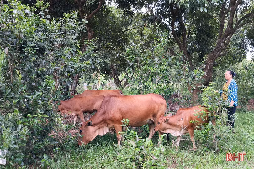 “Tôi đã xây dựng cuộc sống ấm no nơi vùng quê Hà Tĩnh ân tình”