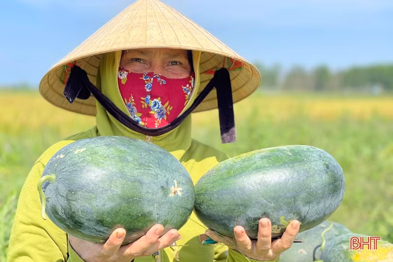 Hơn 30 tấn dưa của thôn cách ly chống dịch Covid-19 ở Hà Tĩnh chờ...“giải cứu”!