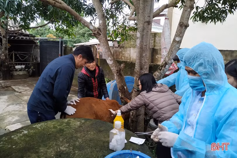 Tìm ra nguyên nhân gây bệnh lạ trên trâu bò ở Hà Tĩnh