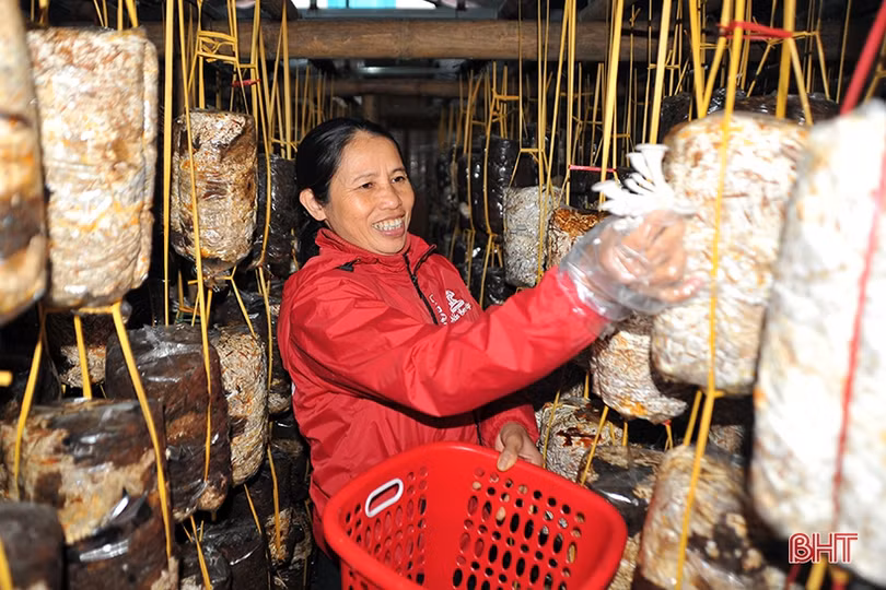 Nông dân Hà Tĩnh tự sản xuất phôi nấm giống phục vụ sản xuất