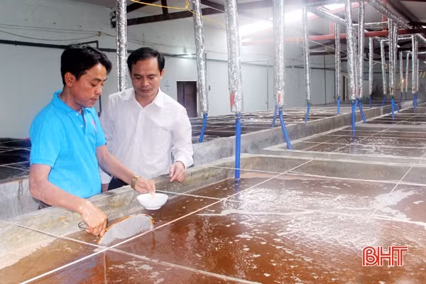 Phát triển nuôi tôm trên cát ở xã... “Hàn Quốc”