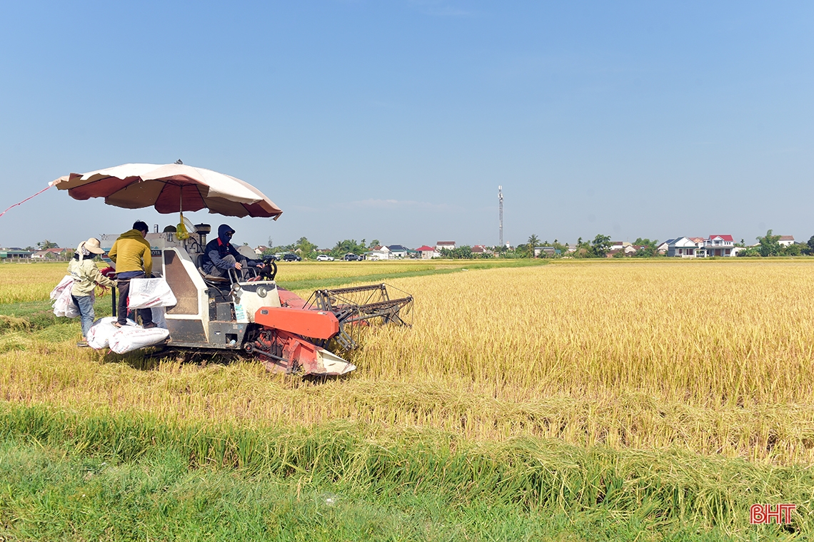 Huy động tối đa nhân lực, máy cơ giới để đẩy nhanh tiến độ thu hoạch lúa xuân
