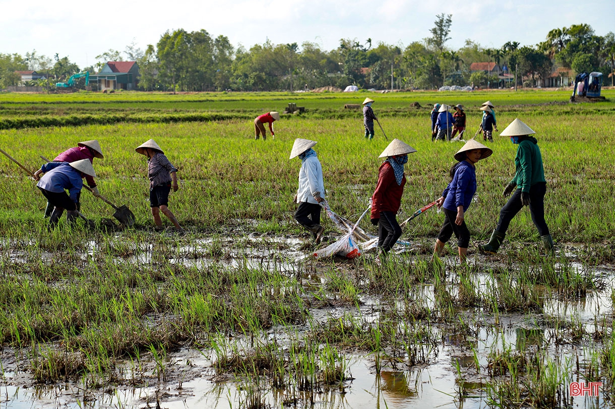 Phá bờ thửa nhỏ hình thành ô thửa lớn - cuộc cách mạng trong nông nghiệp Hà Tĩnh
