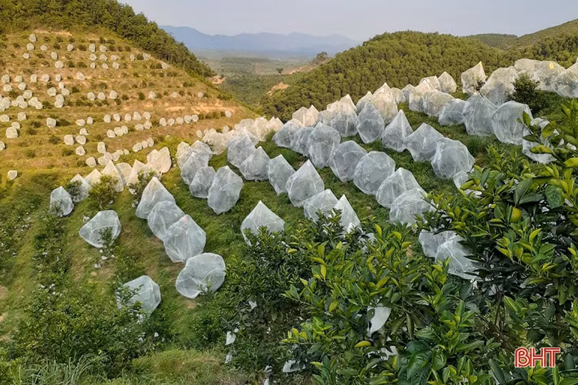 Người dân Hà Tĩnh soi đèn bắt loại côn trùng “đốt đâu rụng đó” bảo vệ vườn cam