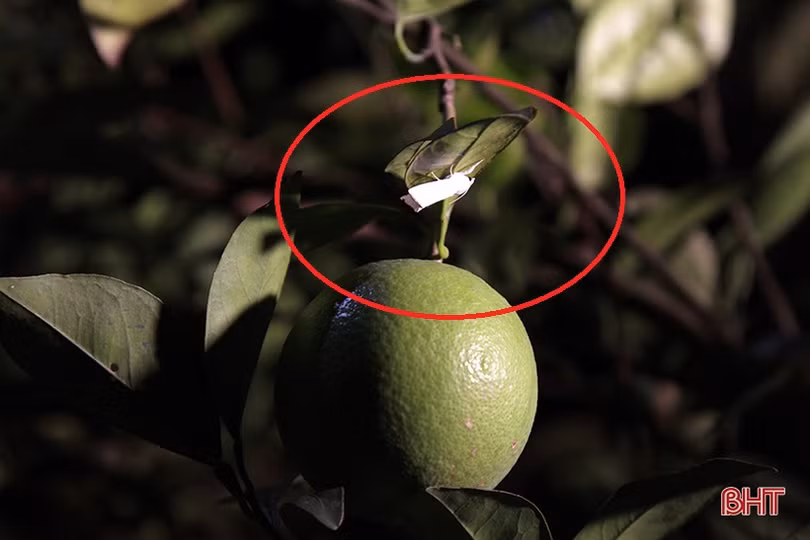 Người dân Hà Tĩnh soi đèn bắt loại côn trùng “đốt đâu rụng đó” bảo vệ vườn cam