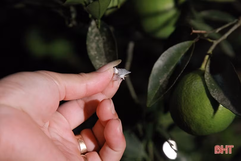 Người dân Hà Tĩnh soi đèn bắt loại côn trùng “đốt đâu rụng đó” bảo vệ vườn cam