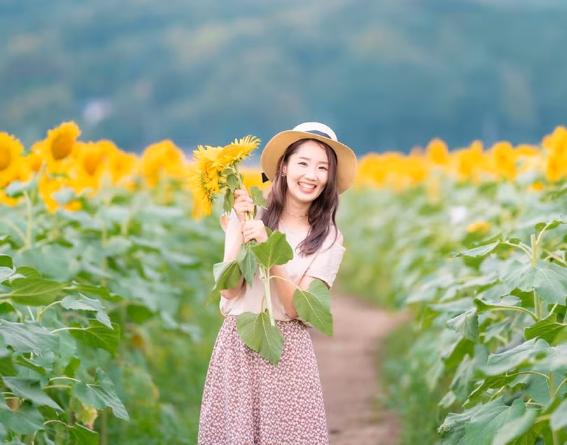 Đồng hoa hướng dương triệu bông đẹp như tranh vào mùa thu