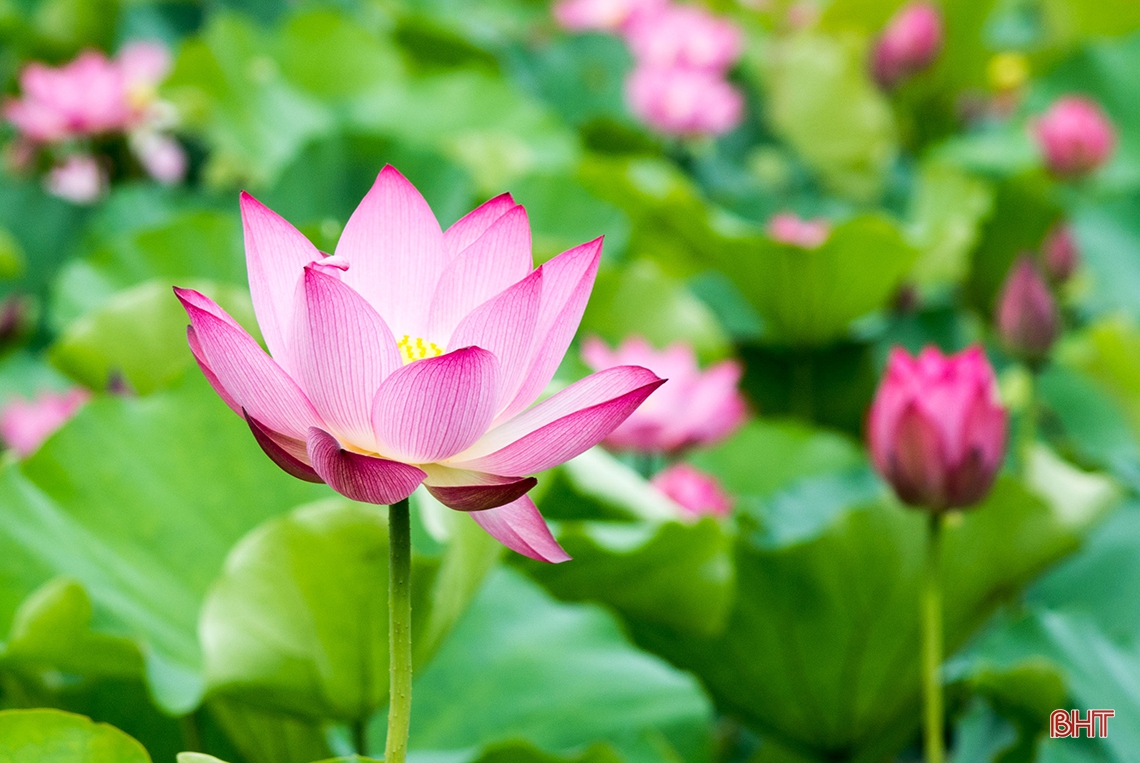 Thành phố Hà Tĩnh cho hôm nay, cho muôn đời sau...