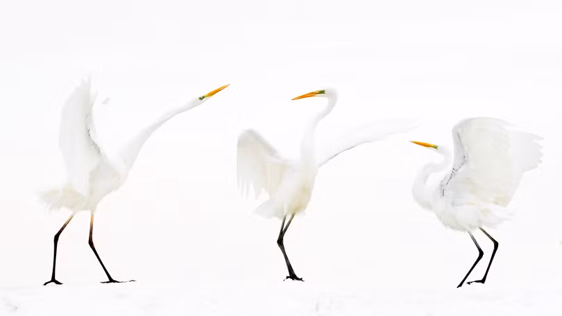 Ngắm ảnh thiên nhiên tuyệt đẹp đoạt giải của Nat Geo năm 2018