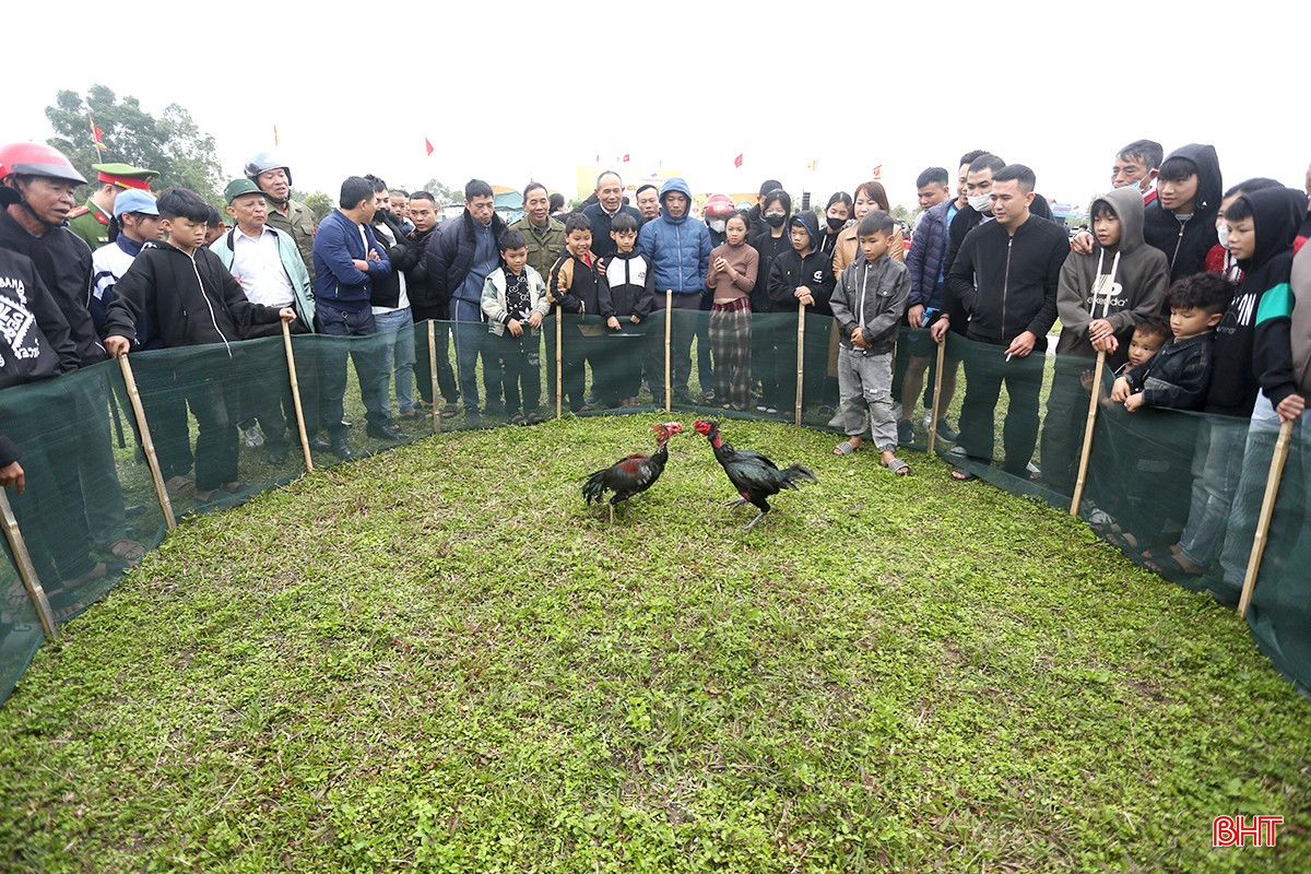 ... chọi gà.