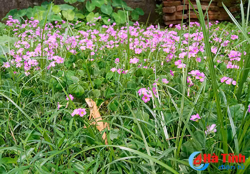 photo khuc giao mua hoa co thang 3 o ha tinh