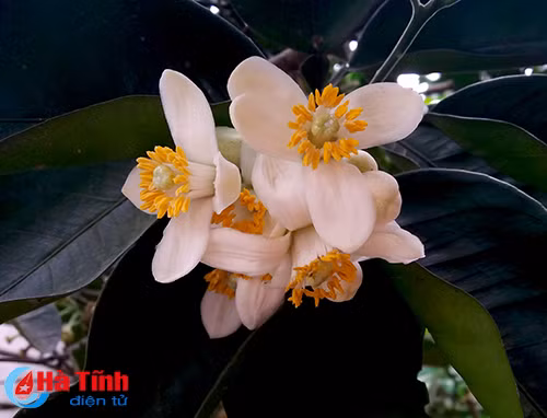 photo khuc giao mua hoa co thang 3 o ha tinh