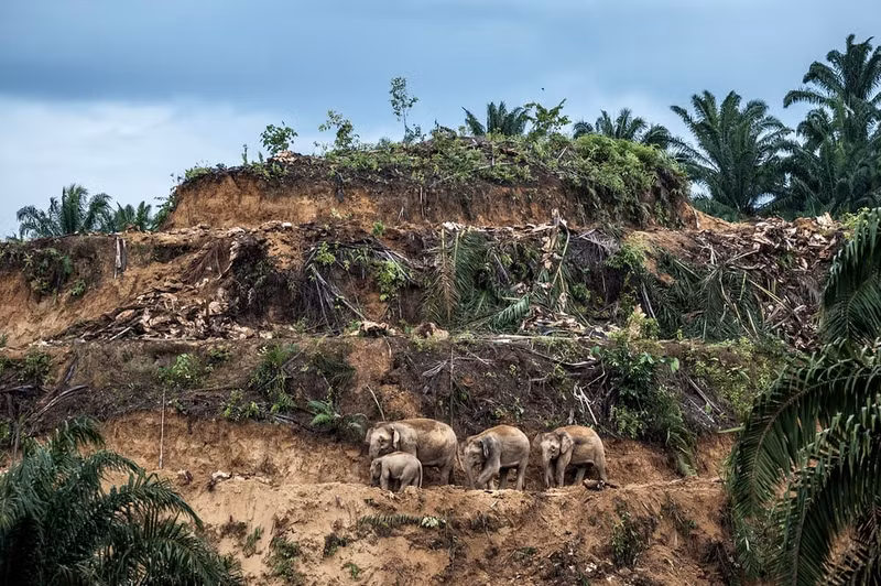 ngam nhung buc anh thang giai wildlife photographer of the year 2017