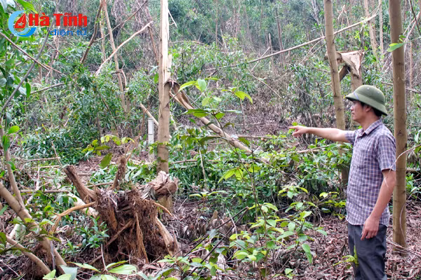 thu tuc cung nhac tan thu go rung trong sau bao bi ngung tre