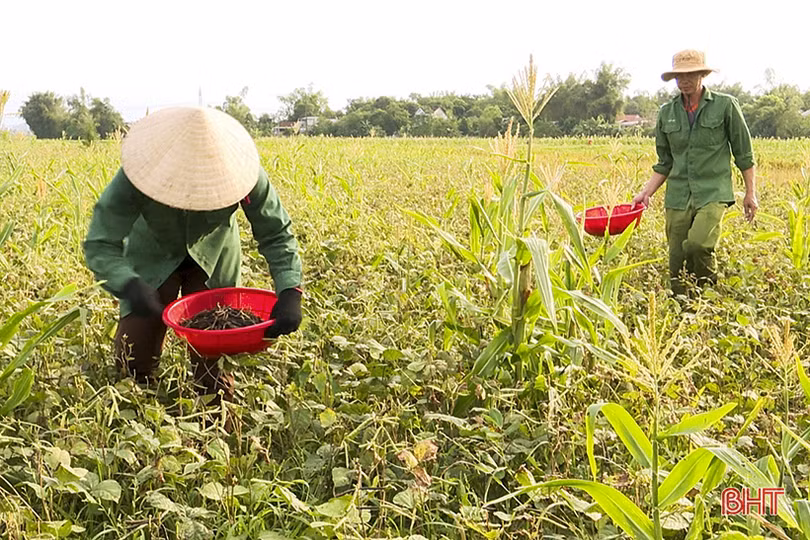 Nông dân Đức Thọ vào mùa thu hoạch đậu hè thu