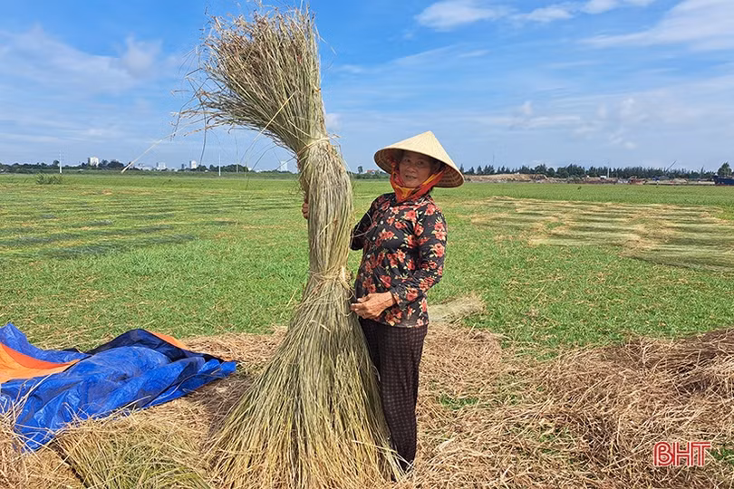 Vụ cói kém vui của người dân “ốc đảo Hồng Lam
