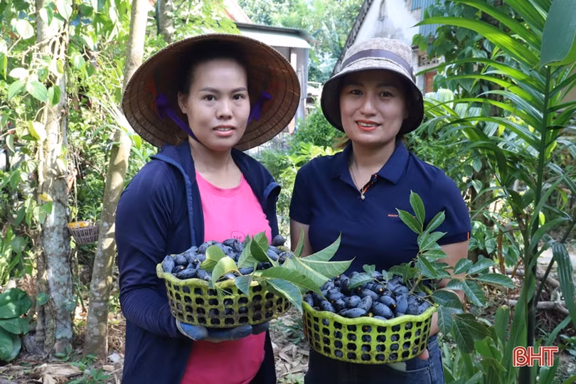 Sản lượng giảm mạnh, người trồng trám ở Hương Sơn kém vui