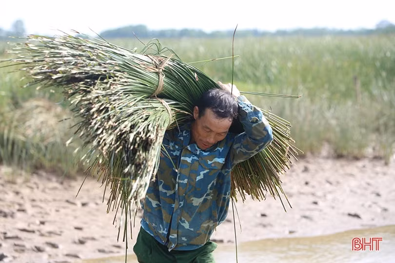 Vụ cói kém vui của người dân “ốc đảo Hồng Lam