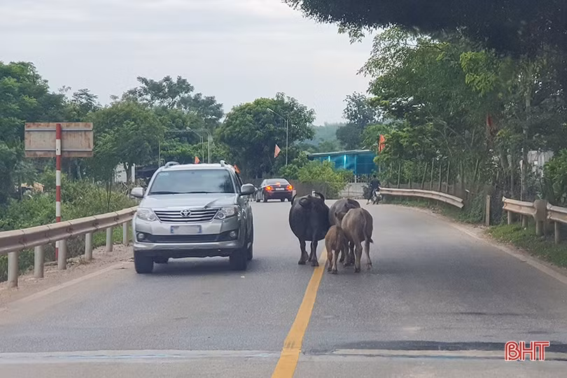 Trâu bò dàn hàng ngang trên quốc lộ 15 đoạn qua Hà Tĩnh
