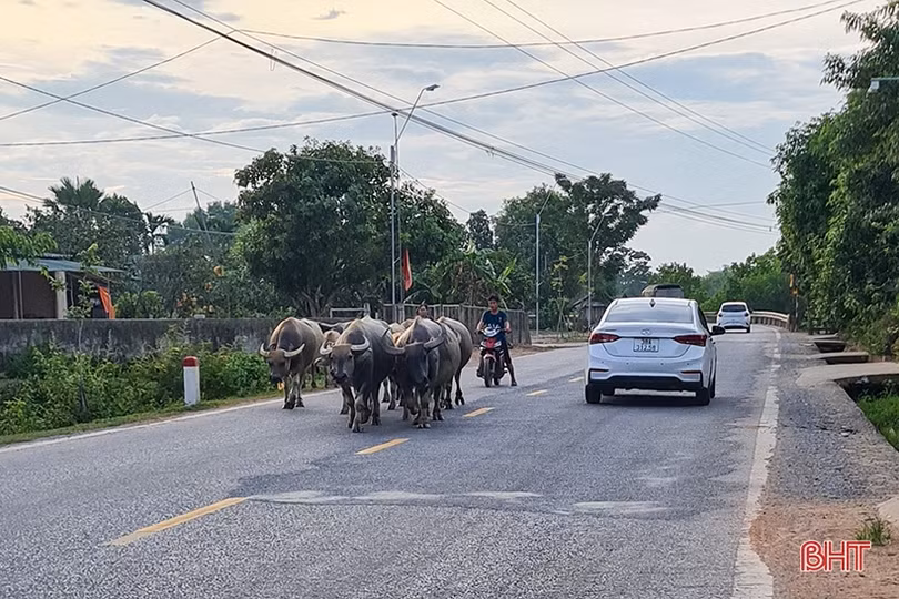Trâu bò dàn hàng ngang trên quốc lộ 15 đoạn qua Hà Tĩnh