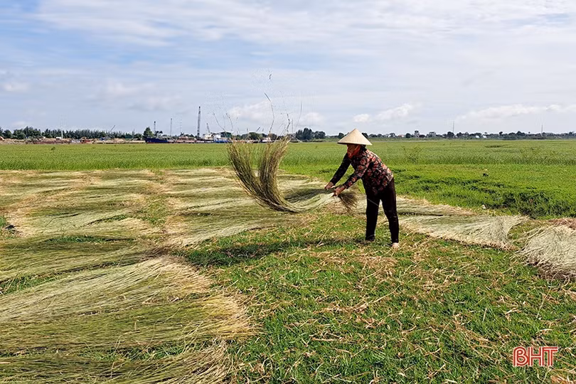 Vụ cói kém vui của người dân “ốc đảo Hồng Lam