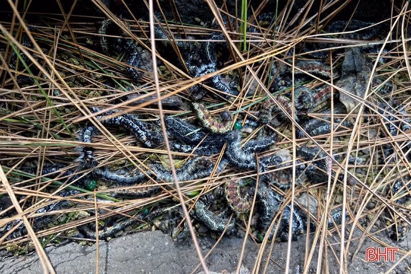 Gần 2.000 ha rừng thông ở Hồng Lĩnh bị nhiễm sâu róm