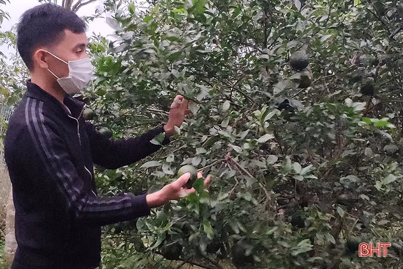 Khắc phục thiệt hại, hỗ trợ người dân Hà Tĩnh sản xuất vụ đông sau mưa lớn