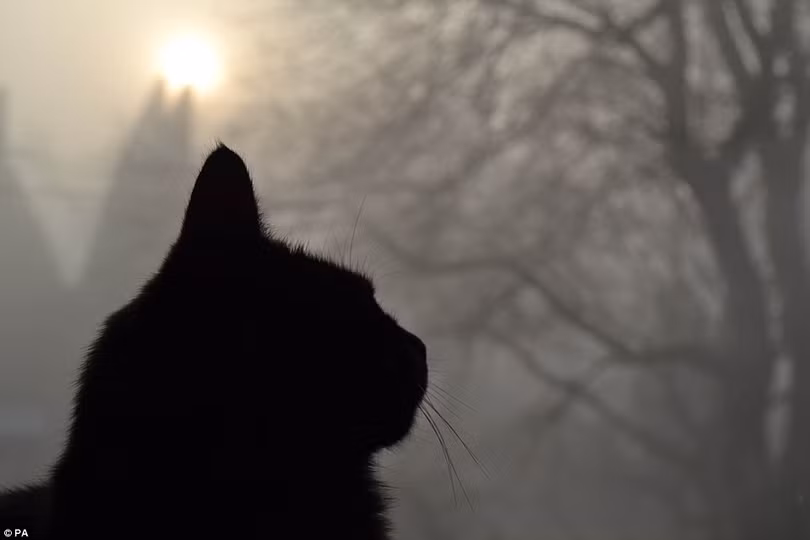 nhung tac pham xuat sac nhat cuoc thi nhiep anh gia tre rspca