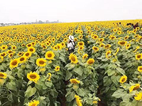 canh dong hoa huong duong lon nhat viet nam ruc ro dau dong