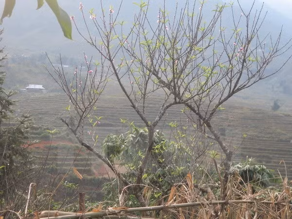 bac bo ret ve dem va sang trung bo mua rai rac