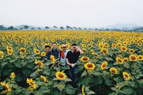canh dong hoa huong duong lon nhat viet nam ruc ro dau dong