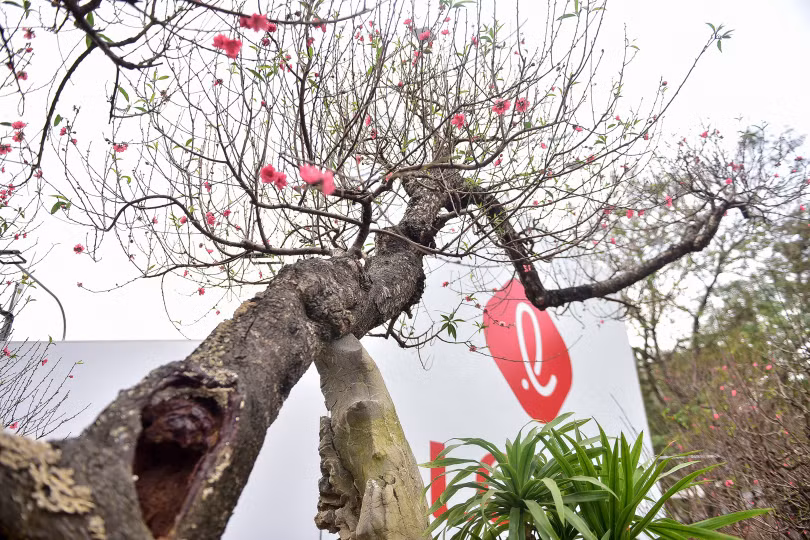 Chiêm ngưỡng cây đào dáng “rồng bay lên trời” giá trăm triệu
