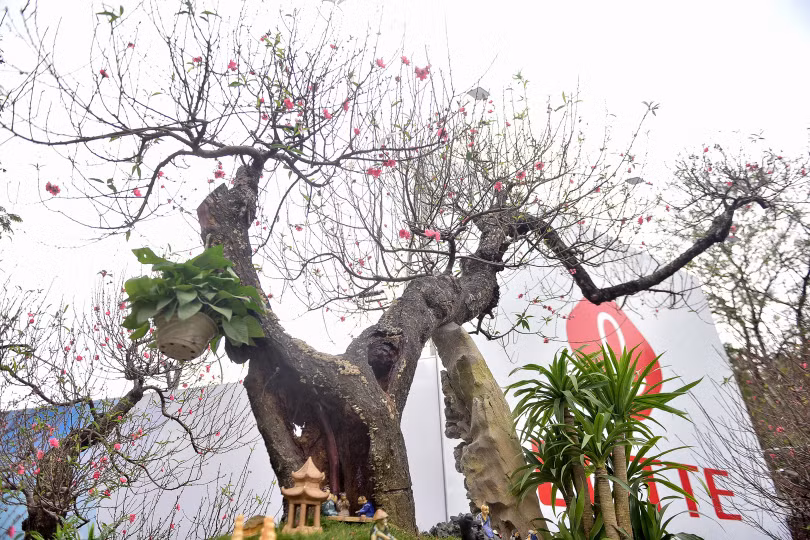 Chiêm ngưỡng cây đào dáng “rồng bay lên trời” giá trăm triệu