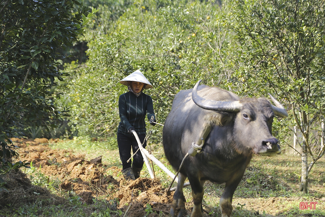 Nữ trưởng thôn “3 vai” giúp người dân vùng biên Hà Tĩnh xóa nghèo