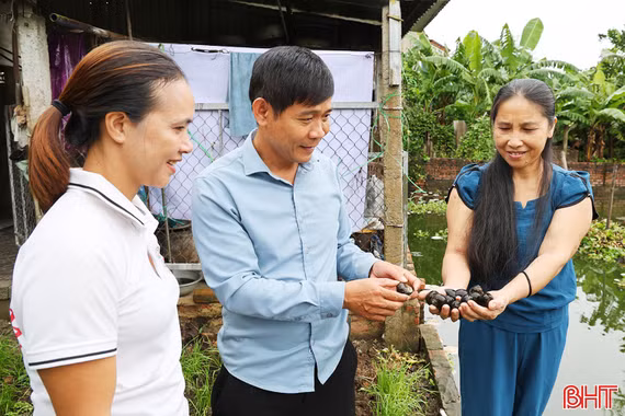 Nuôi ốc bươu đen – hướng đi mới giúp hội viên nông dân xã Đức Quang nâng cao thu nhập