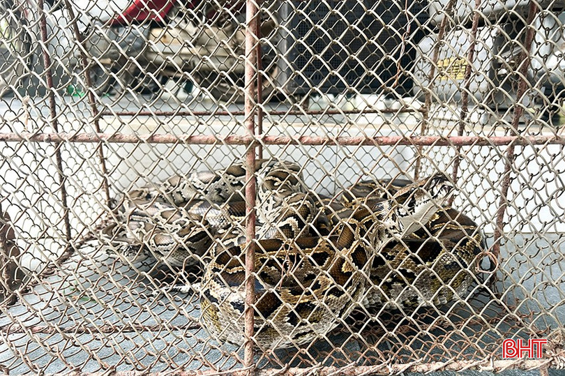 2 cá thể trăn đất có trọng lượng 11kg được người dân bắt giữ khi đang làm vườn.