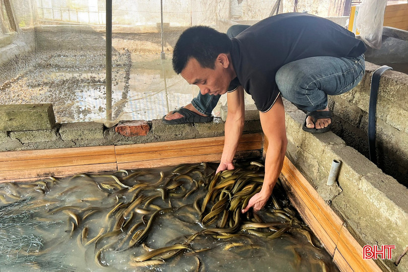 Anh Hoàng Hoài Nam là người tiên phong nuôi lươn không bùn ở Đức Quang.
