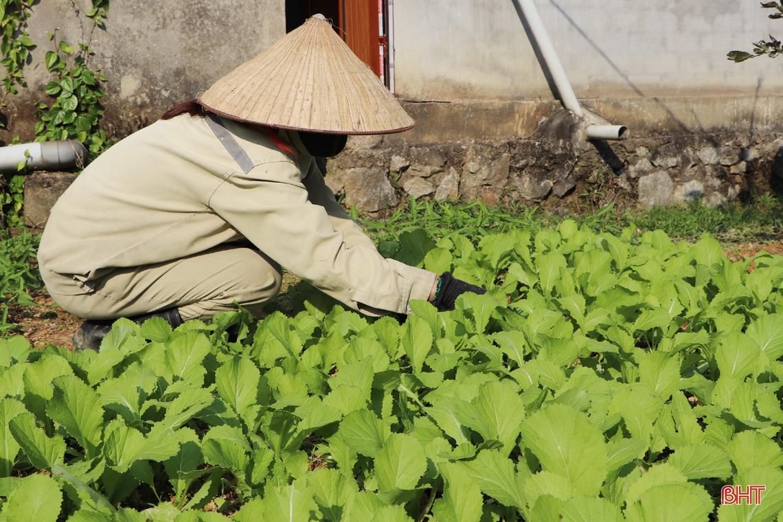Thanh bình, tươi mới trên vùng quê tái định cư ở Vũ Quang