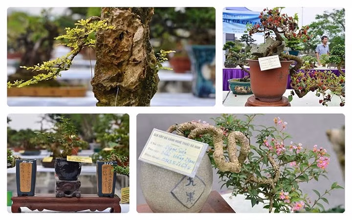 ngam bonsai mini gia dat do