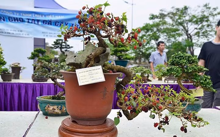 ngam bonsai mini gia dat do